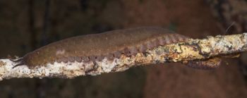 Media type: image; Invertebrate Zoology 131441